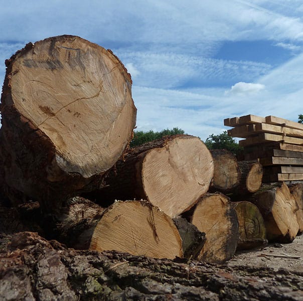 British Oak Logs