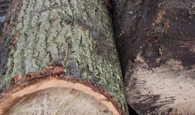 British oak logs