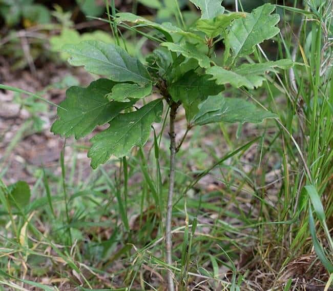 Oak tree sapling