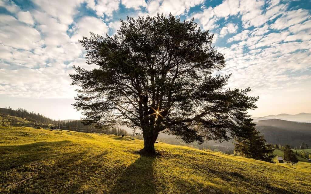 Sustainable oak forestry